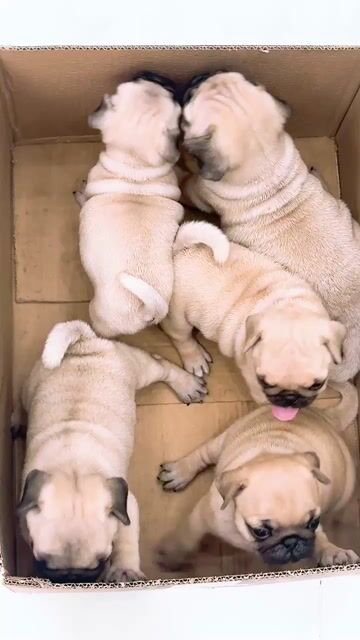 heo xệ lùn🥰🥰. Mua bán Chó tại Quận Bình Tân Tp Hồ Chí Minh được đăng bởi huỳnh thật  hình 1