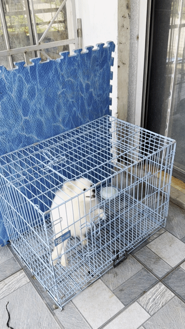 Chó phốc soc cái 7 tháng màu trắng. Mua bán Chó tại Huyện Hoài Đức Hà Nội được đăng bởi Lạc Lạc  hình 1