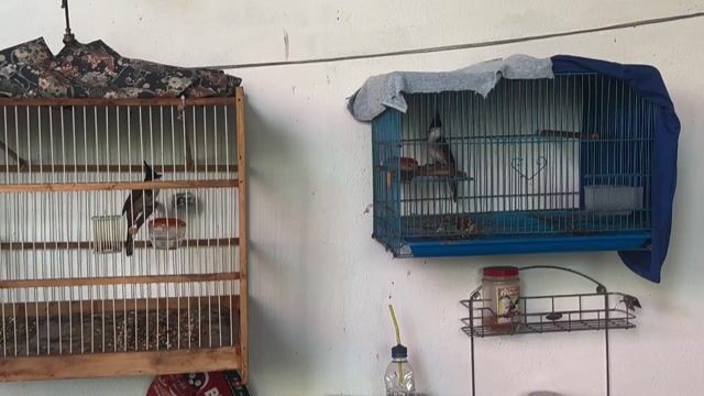 Cả bộ siêu phẩm tê hầu bò. Mua bán Chim tại Thành phố Thủ Dầu Một Bình Dương được đăng bởi Nhân Nguyễn hình 1