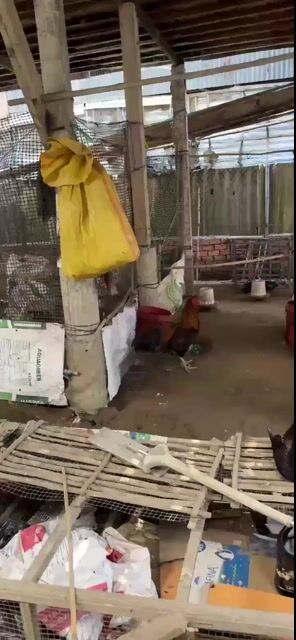 Đổi nọc không anh em. Mua bán Gà tại Huyện An Phú An Giang được đăng bởi Gà Của Duy hình 1