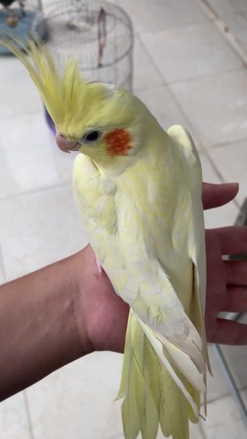 Chim cảnh Vàng nhạt. Mua bán Chim tại Huyện Quảng Điền Thừa Thiên Huế được đăng bởi Trần Văn Hải hình 1