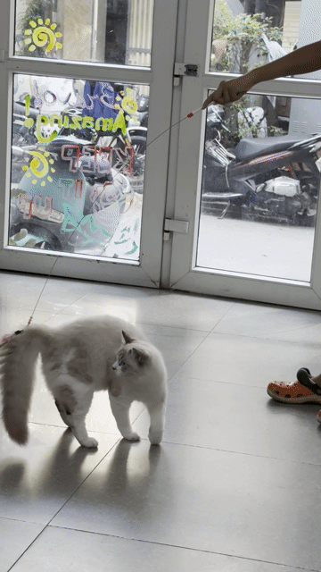 Mèo Ragdoll Trắng xám. Mua bán Mèo tại Quận Ba Đình Hà Nội được đăng bởi ha nhung nguyen hình 1
