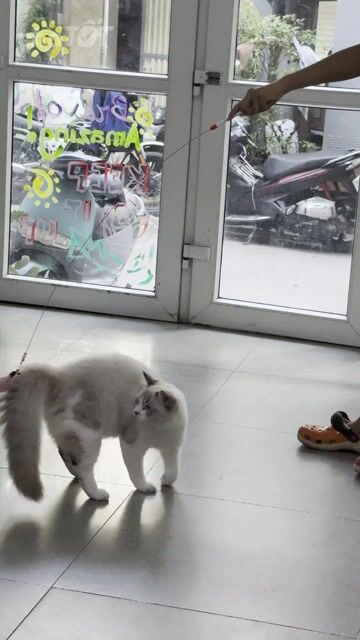 Mèo Ragdoll Trắng xám. Mua bán Mèo tại Quận Ba Đình Hà Nội được đăng bởi ha nhung nguyen hình 1