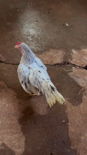 Gà Xám Mái Mini. Mua bán Gà tại Thị xã Phước Long Bình Phước được đăng bởi hb hình 1