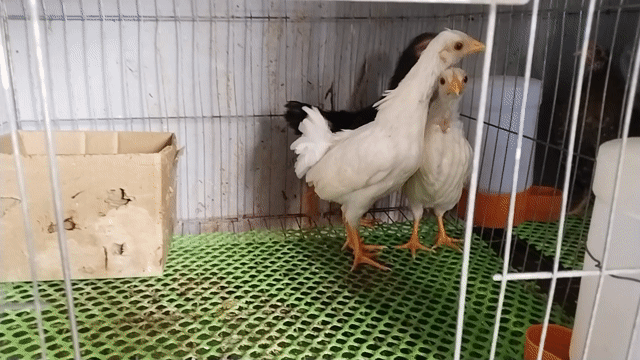 Gà mái tre bác nhạn 3 tháng tuổi. Mua bán Gà tại Quận 12 Tp Hồ Chí Minh được đăng bởi Tâm Gà kiểng hình 1