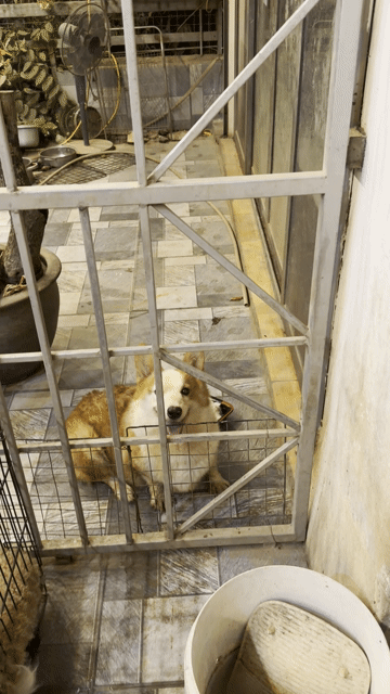 Chó Corgi Cái Vàng trắng chân ngắn. Mua bán Chó tại Huyện Hoài Đức Hà Nội được đăng bởi Lạc Lạc  hình 1