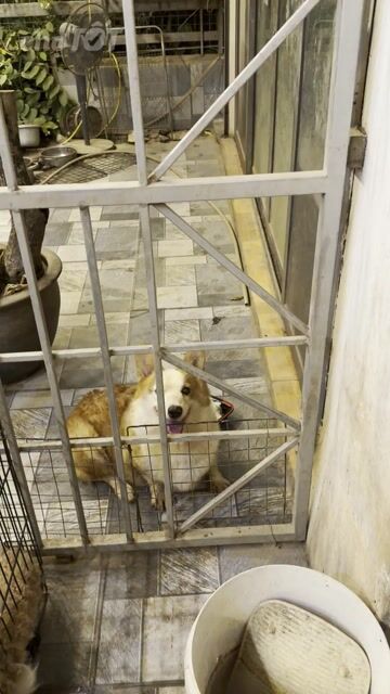 Chó Corgi Cái Vàng trắng chân ngắn. Mua bán Chó tại Huyện Hoài Đức Hà Nội được đăng bởi Lạc Lạc  hình 1