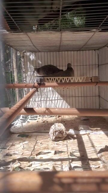Chim cu gáy Malai non, nhiều cở . Mua bán Chim tại Huyện Long Hồ Vĩnh Long được đăng bởi Phú Gia  hình 1