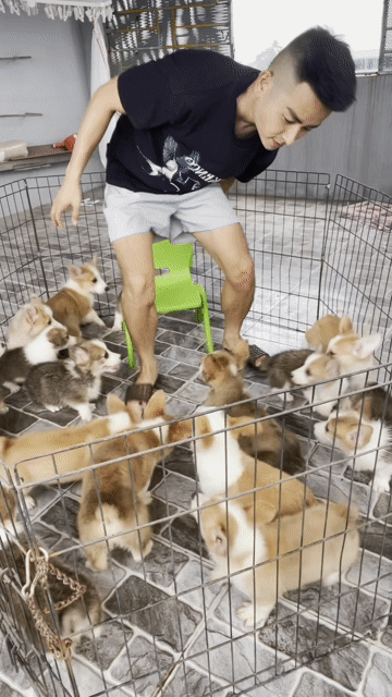 Chó Corgi Đực Cái Trắng Nâu đã tiêm. Mua bán Chó tại Huyện Thanh Trì Hà Nội được đăng bởi Nguyễn Longg hình 1