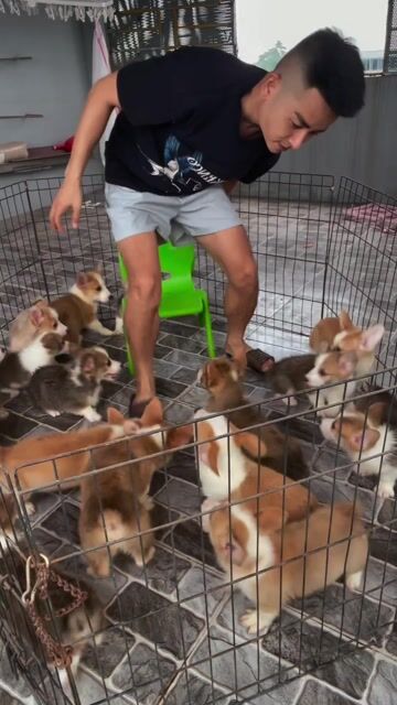 Chó Corgi Đực Cái Trắng Nâu đã tiêm. Mua bán Chó tại Huyện Thanh Trì Hà Nội được đăng bởi Nguyễn Longg hình 1