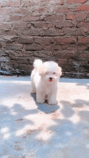 bichon thuần chủng,giá cả thương lượng.. Mua bán Chó tại Quận Cầu Giấy Hà Nội được đăng bởi Bichon nagi hình 1