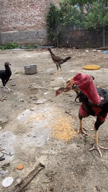 Gà Đực. Mua bán Gà tại Huyện Văn Giang Hưng Yên được đăng bởi Mai Anh Bảo hình 1
