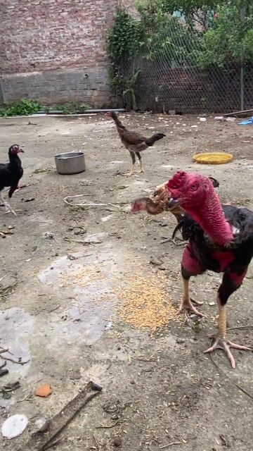 Gà Đực. Mua bán Gà tại Huyện Văn Giang Hưng Yên được đăng bởi Mai Anh Bảo hình 1