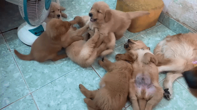 Chó Golden Retriever Baby Vàng. Mua bán Chó tại Quận Bình Tân Tp Hồ Chí Minh được đăng bởi Anh Hoàng hình 1
