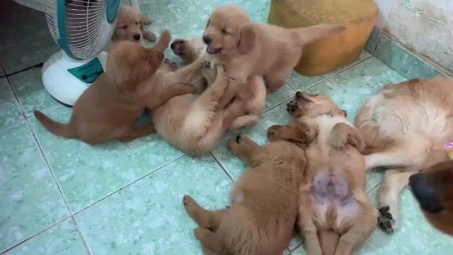 Chó Golden Retriever Baby Vàng. Mua bán Chó tại Quận Bình Tân Tp Hồ Chí Minh được đăng bởi Anh Hoàng hình 1