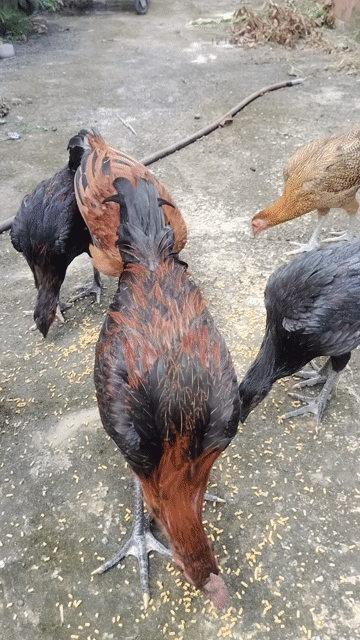 peru rặc. Mua bán Gà tại Huyện Cao Lãnh Đồng Tháp được đăng bởi Cuong  hình 1