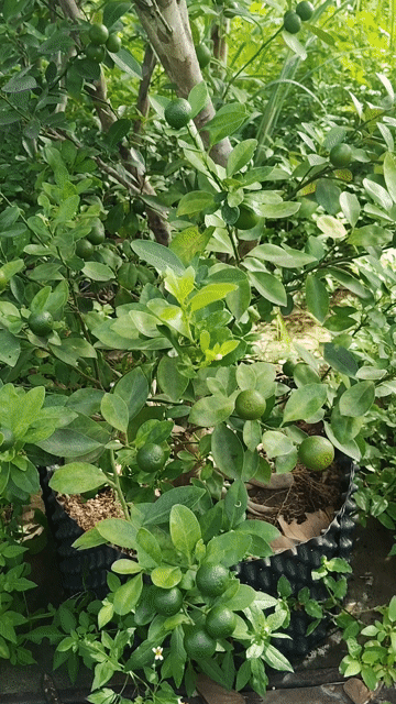 Cây quất chậu 1.5-1.8m có trái sẵn. Mua bán Cây cảnh, đồ trang trí tại Quận 12 Tp Hồ Chí Minh được đăng bởi le toan hình 1