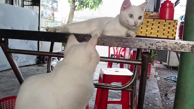 Mèo Đực 1 tuổi rưỡi. Mua bán Mèo tại Thị xã Bến Cát Bình Dương được đăng bởi Dũng hình 1