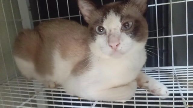 gả e ragdoll lai. Mua bán Mèo tại Thành phố Thủ Đức Tp Hồ Chí Minh được đăng bởi Nguyễn Nhật Linh hình 1