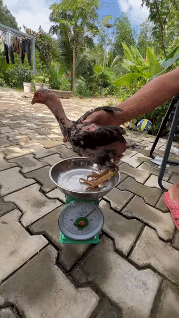 Gà đòn nâu trống mái Long Phước. Mua bán Gà tại Huyện Long Thành Đồng Nai được đăng bởi Đức Phục  hình 1