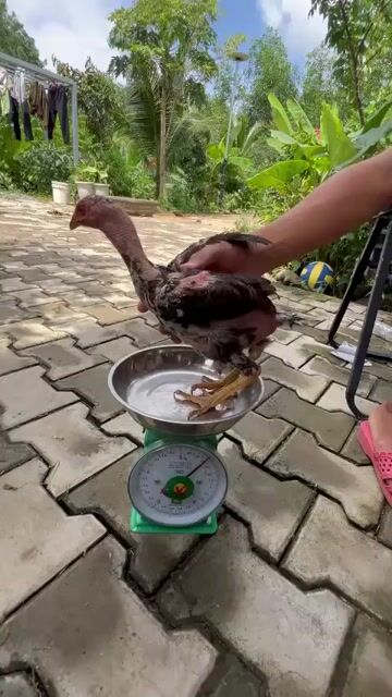 Gà đòn nâu trống mái Long Phước. Mua bán Gà tại Huyện Long Thành Đồng Nai được đăng bởi Đức Phục  hình 1