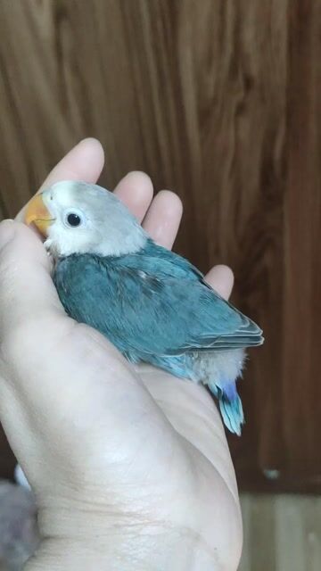 Vẹt cảnh Xanh dương và trắng. Mua bán Chim tại Quận Hai Bà Trưng Hà Nội được đăng bởi Shop chim cảnh hình 1