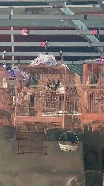 Chim 3 mùa lông mới bộ dài mỏng lông. Mua bán Chim tại Quận Bình Tân Tp Hồ Chí Minh được đăng bởi Lê Phước hình 1