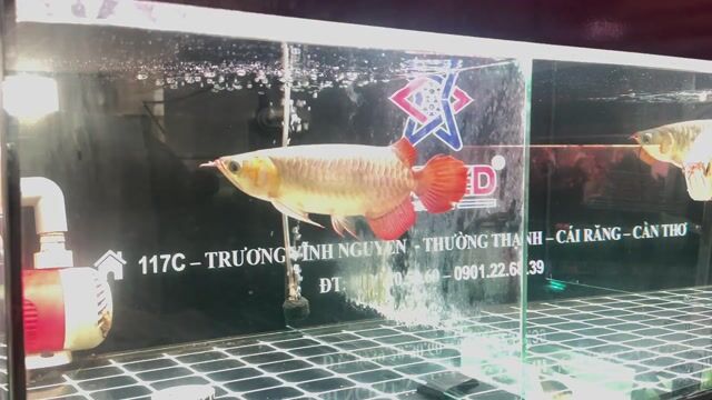 Cá Huyết Long S30 Đỏ. Mua bán Thú cưng khác tại Quận Cái Răng Cần Thơ được đăng bởi Khai quoc hình 1