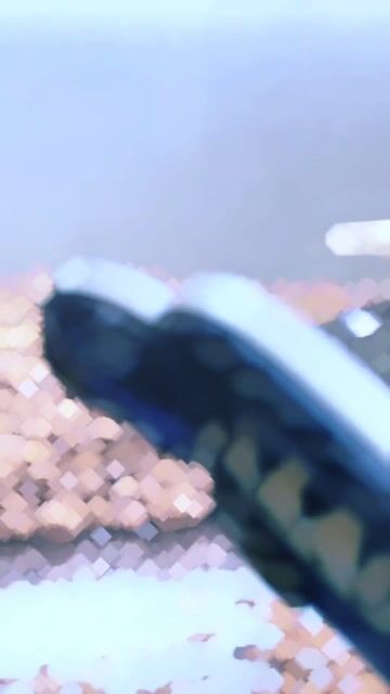 Cá cảnh Nữ hoàng Vàng đen. Mua bán Thú cưng khác tại Quận Phú Nhuận Tp Hồ Chí Minh được đăng bởi dien thoai nguoi dung hình 1