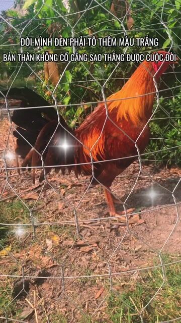 Gà tơ lai năng 2.8kg. Mua bán Gà tại Huyện Thới Lai Cần Thơ được đăng bởi Lê chiêu hình 1