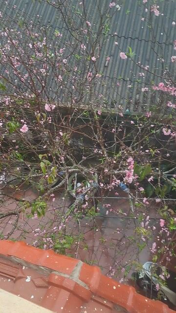 Honda Air Blade 2008 Đen. Mua bán Xe máy tại undefined undefined được đăng bởi Luong Ngoc hình 1