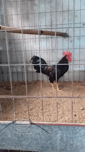Gà chọi Butcher trống 7 tháng. Mua bán Gà tại Quận 11 Tp Hồ Chí Minh được đăng bởi Quang hình 1