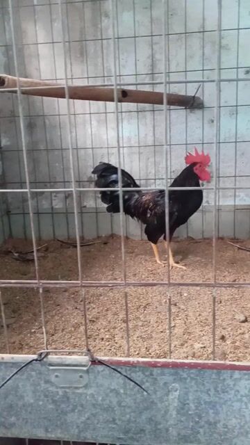 Gà chọi Butcher trống 7 tháng. Mua bán Gà tại Quận 11 Tp Hồ Chí Minh được đăng bởi Quang hình 1