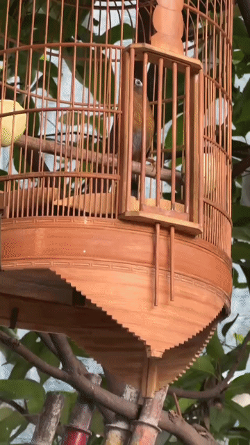 Chim vàng đen. Mua bán Chim tại Thành phố Thủ Dầu Một Bình Dương được đăng bởi THANH BiNH hình 1