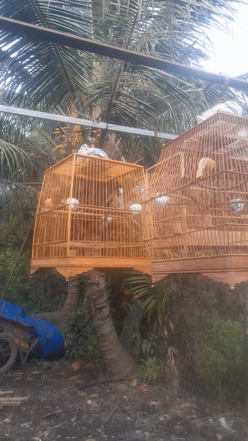 Chim chào mào cafe lỗi ngoái. Mua bán Chim tại Quận 12 Tp Hồ Chí Minh được đăng bởi Đặng Phúc hình 1