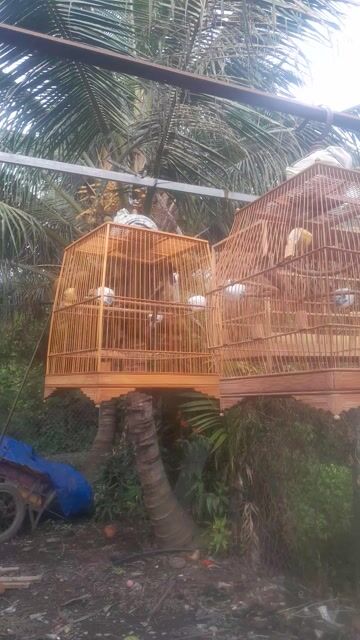 Chim chào mào cafe lỗi ngoái. Mua bán Chim tại Quận 12 Tp Hồ Chí Minh được đăng bởi Đặng Phúc hình 1