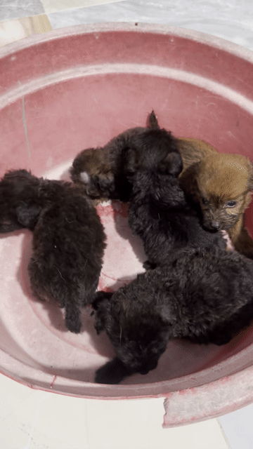cho cỏ lai poodle. Mua bán Chó tại Thành phố Thủ Dầu Một Bình Dương được đăng bởi Vuong Le hình 1