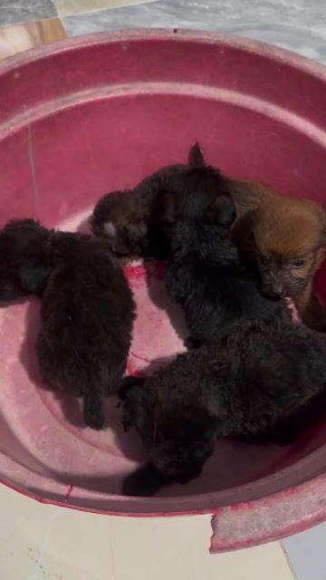 cho cỏ lai poodle. Mua bán Chó tại Thành phố Thủ Dầu Một Bình Dương được đăng bởi Vuong Le hình 1