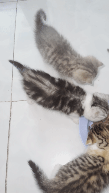 Mèo Anh lông ngắn trắng xám 2 tháng khỏe mạnh. Mua bán Mèo tại Quận Bình Tân Tp Hồ Chí Minh được đăng bởi An Hậu hình 1