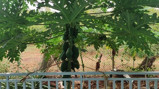 Cóc ngâm muối ớt chua ngọt cay mặn. Mua bán Đồ ăn, thực phẩm và các loại khác tại Quận 1 Tp Hồ Chí Minh được đăng bởi Giàng A Phủ hình 1