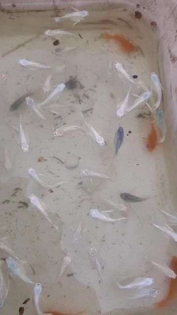 Cá Molly én Trắng cam ngón út 5k/con. Mua bán Thú cưng khác tại Quận Bình Tân Tp Hồ Chí Minh được đăng bởi tân hình 1