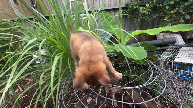 Chó cỏ con 2 tháng tuổi. Mua bán Chó tại Quận Gò Vấp Tp Hồ Chí Minh được đăng bởi A Kiên hình 1