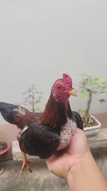 Gà tre bắc. Mua bán Gà tại Quận Bắc Từ Liêm Hà Nội được đăng bởi Đặng Tùng hình 1