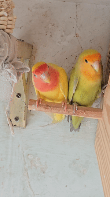 Vẹt Lovebird Không Viền Sinh Sản. Mua bán Chim tại Thành phố Thuận An Bình Dương được đăng bởi H  hình 1