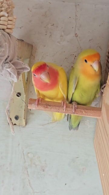 Vẹt Lovebird Không Viền Sinh Sản. Mua bán Chim tại Thành phố Thuận An Bình Dương được đăng bởi H  hình 1