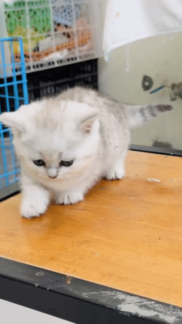 Mèo munchkin bi tabby chân lùn sát xinh đẹp cái. Mua bán Mèo tại Thành phố Thủ Đức Tp Hồ Chí Minh được đăng bởi Âu Minh Huy hình 1