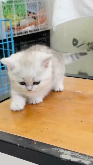 Mèo munchkin bi tabby chân lùn sát xinh đẹp cái. Mua bán Mèo tại Thành phố Thủ Đức Tp Hồ Chí Minh được đăng bởi Âu Minh Huy hình 1