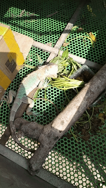 Rồng nam mỹ. Mua bán Thú cưng khác tại Huyện Cao Lãnh Đồng Tháp được đăng bởi Nhựt  hình 1