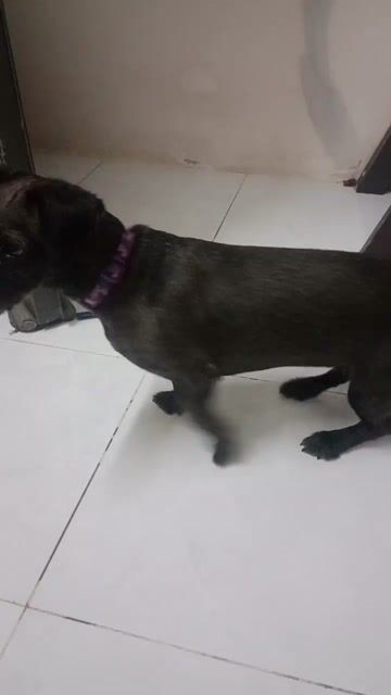 Giống chó lai coggi với poodie. Mua bán Chó tại Quận Bình Thạnh Tp Hồ Chí Minh được đăng bởi Diêu Ngọc Sơn hình 1