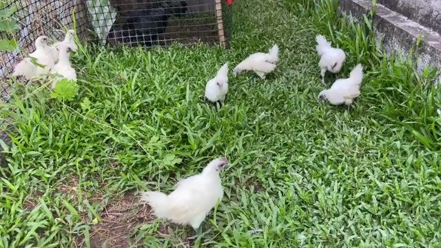 Gà ác lớn. Mua bán Gà tại Thành phố Vĩnh Long Vĩnh Long được đăng bởi Thí Lê hình 1